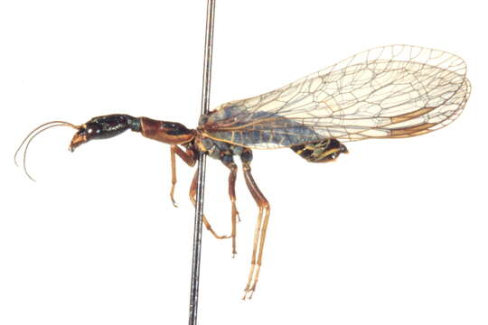 Image of raphidiid snakeflies