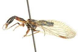 Image of raphidiid snakeflies