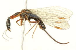 Image of raphidiid snakeflies