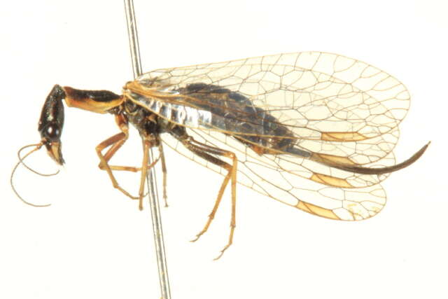 Image of raphidiid snakeflies