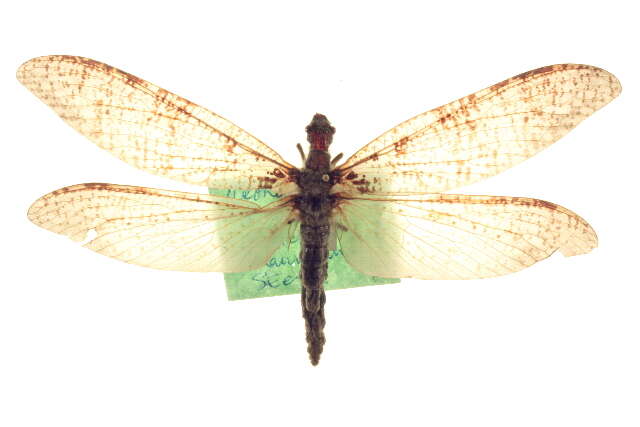 Image of Dysmicohermes