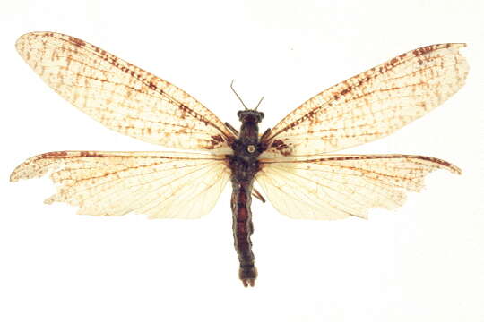 Image of Dysmicohermes