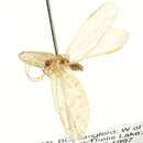 Image of Hemerobius ovalis Carpenter 1940