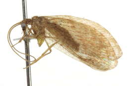 Image of Brown lacewing