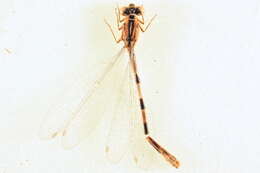 Image of Alkali Bluet