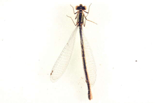 Image de Agrion Enivré