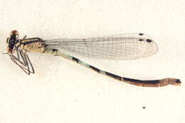 Image de Agrion Enivré