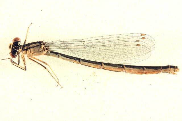 Image de Agrion Enivré