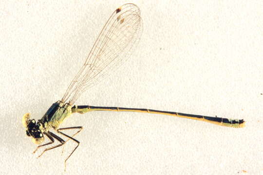 Image of Black-fronted Forktail