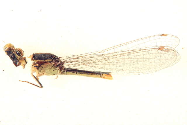 Image of Black-fronted Forktail