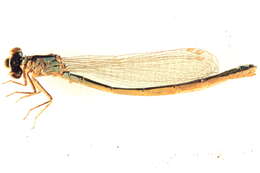 Image of Black-fronted Forktail