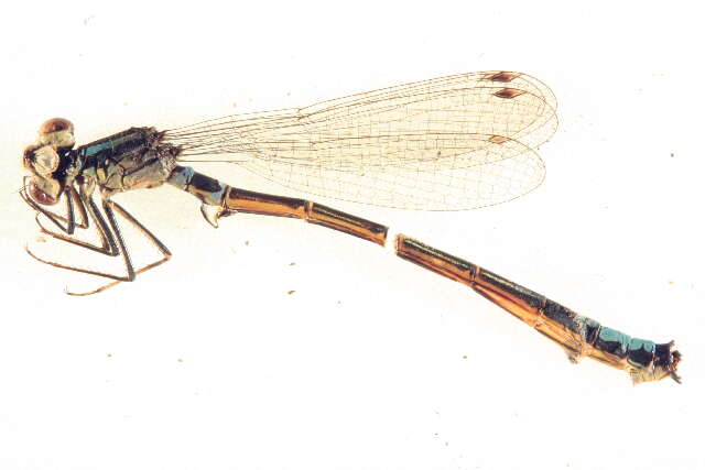 Image of Ischnura erratica Calvert 1895