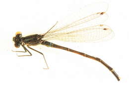 Image of Ischnura erratica Calvert 1895