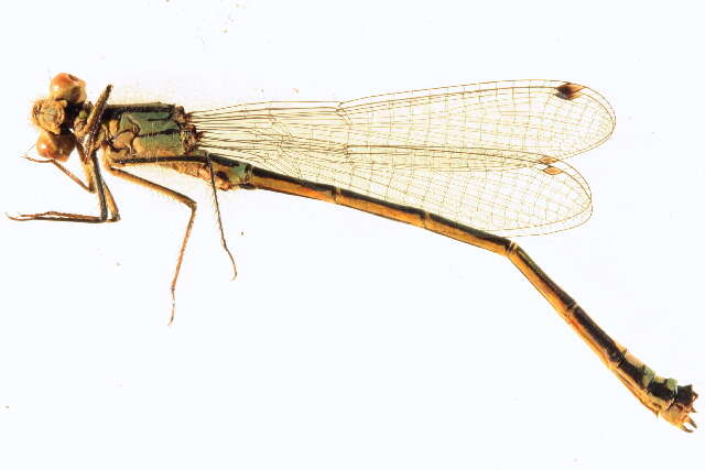 Image of Ischnura erratica Calvert 1895