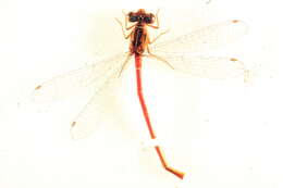 Image of Desert Firetail