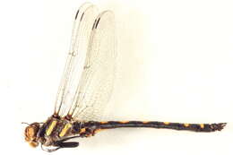 Image of Cordulegastroidea