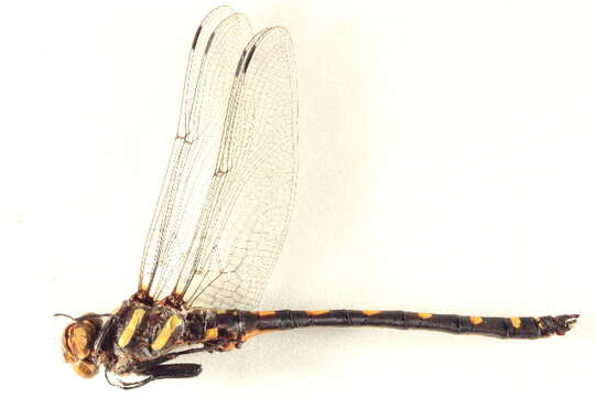 Image of Pacific Spiketail