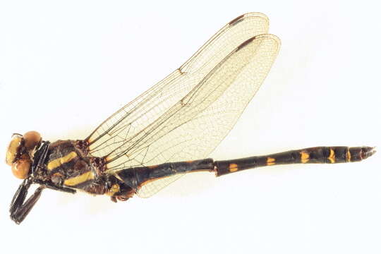 Image of Pacific Spiketail