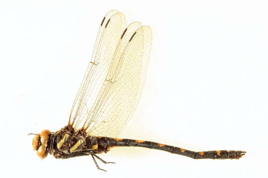 Image of Pacific Spiketail