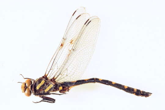 Image of Pacific Spiketail