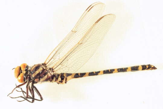 Image of Say's Spiketail