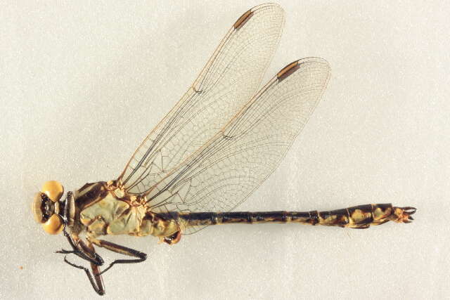 Image of Olive Clubtail