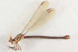 Imagem de Archilestes californicus McLachlan 1895