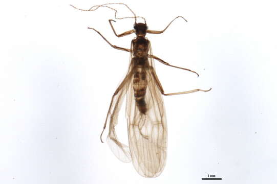 Image of small winter stoneflies