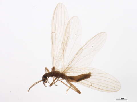 Image of rolled-winged stoneflies