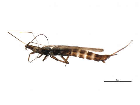 Image of Perloidea