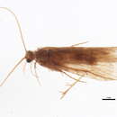Image of <i>Plectrocnemia smithae</i>