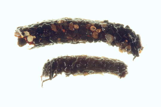 Image of October Caddis