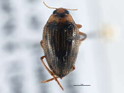 Image of Haliplus cribrarius Leconte 1950