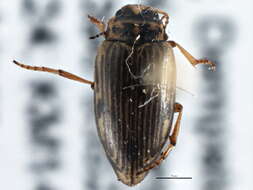 Image of <i>Boreonectes griseostriatus</i>