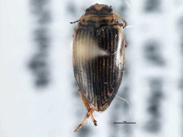 Image of <i>Boreonectes griseostriatus</i>