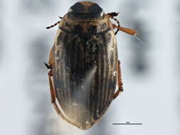 Image of <i>Boreonectes griseostriatus</i>