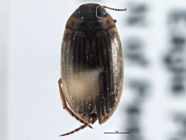 Image of <i>Boreonectes griseostriatus</i>