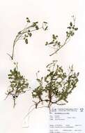 Image of hedgemustard