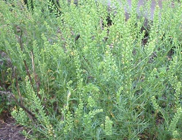 Image of fennel