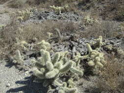 Image of Prickly Pears