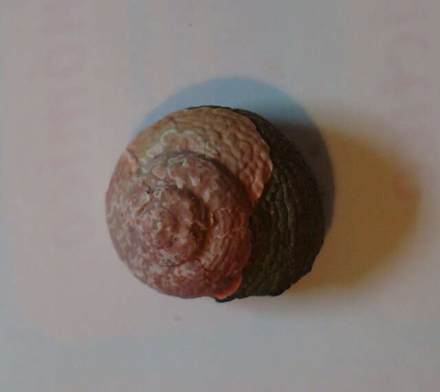 Image of Archaeogastropoda