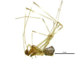 Image of Argyrodes