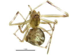 Image of Argyrodes