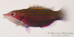 Image of Four-lined wrasse