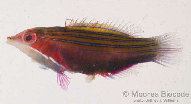 Image of Four-lined wrasse