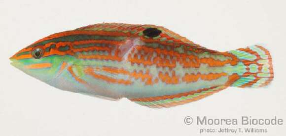 Image of Claudia's wrasse