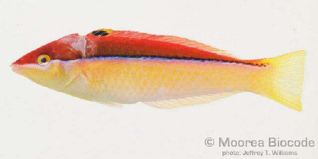 Image of Polynesian wrasse