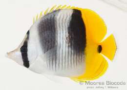 Imagem de Chaetodon ulietensis Cuvier 1831