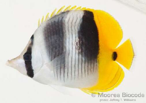 Image of Pacific Double-saddle Butterflyfish