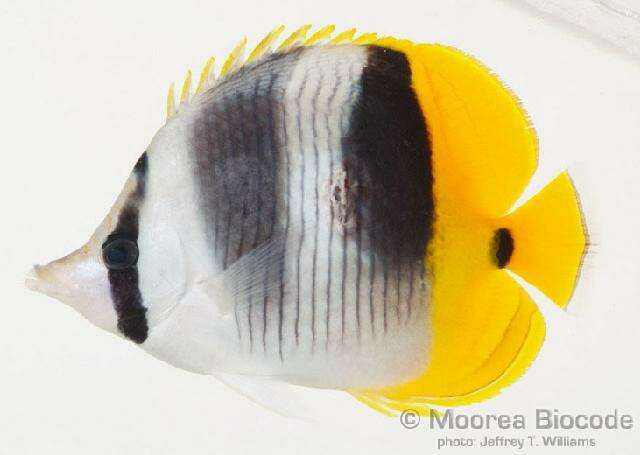 Imagem de Chaetodon ulietensis Cuvier 1831